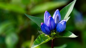 Preview wallpaper gentian, flowers, buds, macro, inflorescence, blue