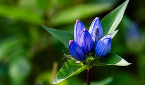 Preview wallpaper gentian, flowers, buds, macro, inflorescence, blue