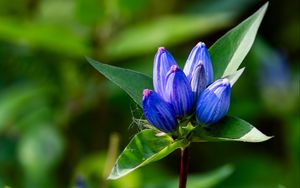 Preview wallpaper gentian, flowers, buds, macro, inflorescence, blue