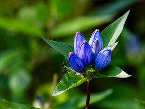 Preview wallpaper gentian, flowers, buds, macro, inflorescence, blue