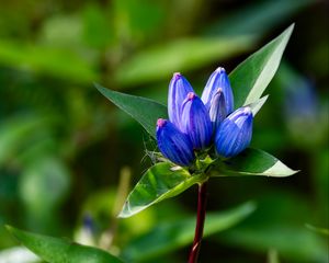 Preview wallpaper gentian, flowers, buds, macro, inflorescence, blue