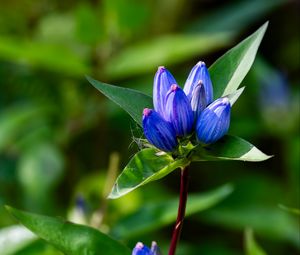 Preview wallpaper gentian, flowers, buds, macro, inflorescence, blue