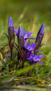 Preview wallpaper gentiana, flowers, buds, spring, grass, macro