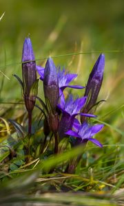 Preview wallpaper gentiana, flowers, buds, spring, grass, macro