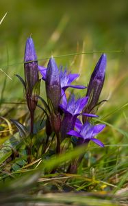 Preview wallpaper gentiana, flowers, buds, spring, grass, macro