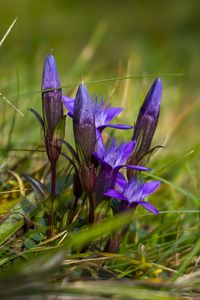 Preview wallpaper gentiana, flowers, buds, spring, grass, macro