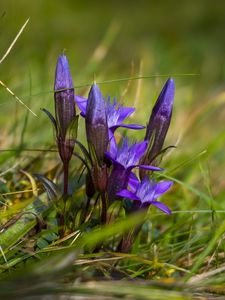 Preview wallpaper gentiana, flowers, buds, spring, grass, macro