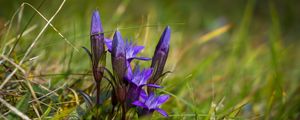 Preview wallpaper gentiana, flowers, buds, spring, grass, macro