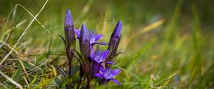 Preview wallpaper gentiana, flowers, buds, spring, grass, macro
