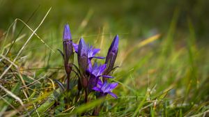 Preview wallpaper gentiana, flowers, buds, spring, grass, macro