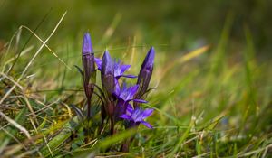 Preview wallpaper gentiana, flowers, buds, spring, grass, macro