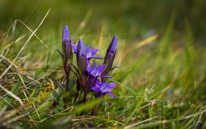 Preview wallpaper gentiana, flowers, buds, spring, grass, macro