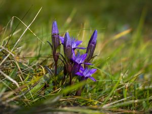 Preview wallpaper gentiana, flowers, buds, spring, grass, macro