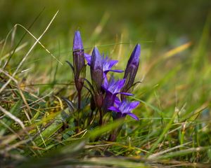 Preview wallpaper gentiana, flowers, buds, spring, grass, macro