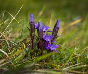 Preview wallpaper gentiana, flowers, buds, spring, grass, macro