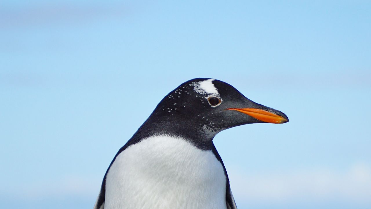 Wallpaper gentoo penguin, penguin, bird, wildlife
