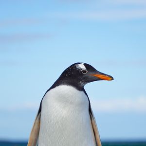 Preview wallpaper gentoo penguin, penguin, bird, wildlife