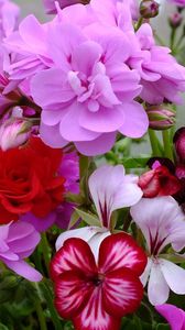 Preview wallpaper geranium, blossom, bright, close-up