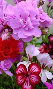 Preview wallpaper geranium, blossom, bright, close-up