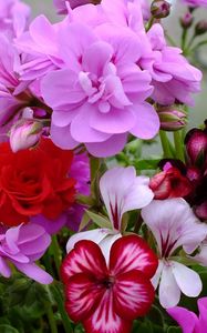 Preview wallpaper geranium, blossom, bright, close-up