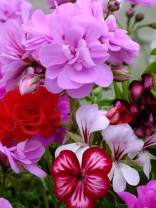 Preview wallpaper geranium, blossom, bright, close-up