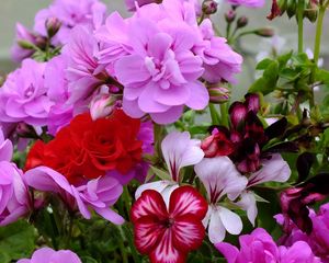 Preview wallpaper geranium, blossom, bright, close-up