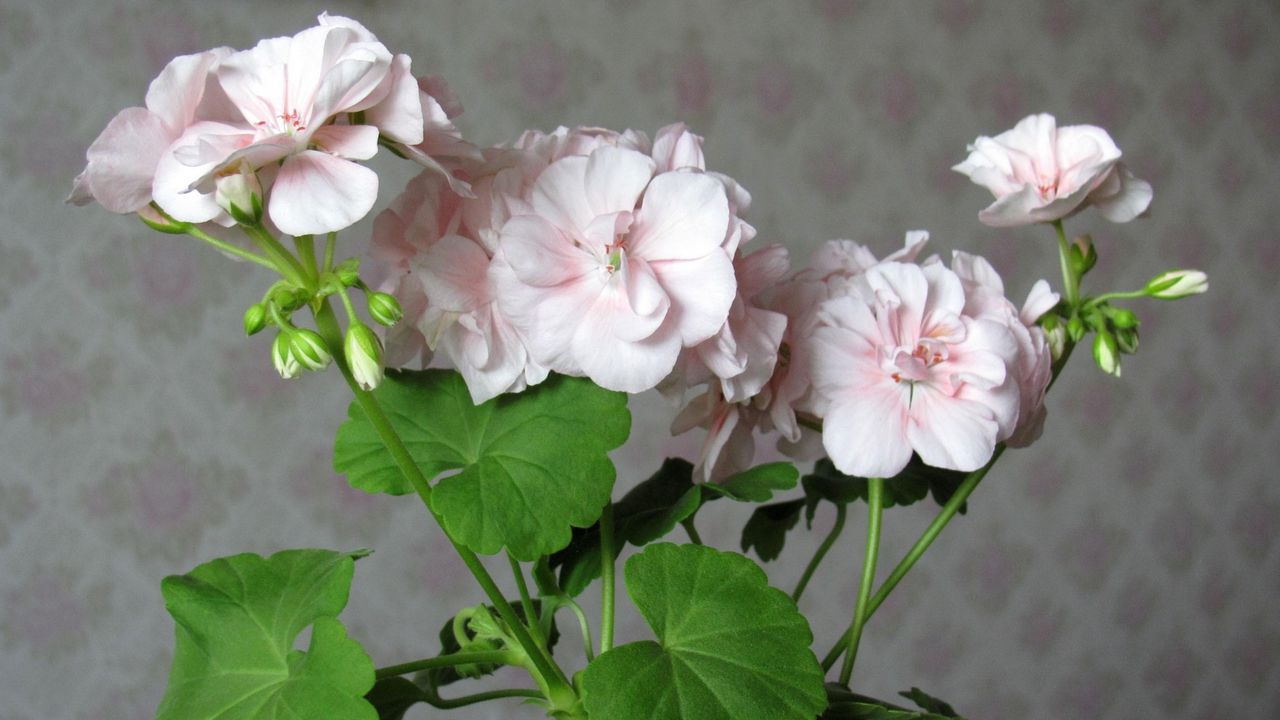 Wallpaper geranium, flower, leaves, room, wallpaper