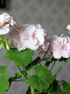 Preview wallpaper geranium, flower, leaves, room, wallpaper