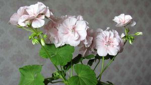 Preview wallpaper geranium, flower, leaves, room, wallpaper