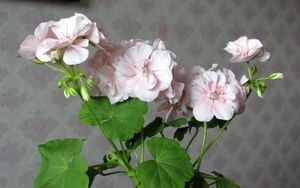 Preview wallpaper geranium, flower, leaves, room, wallpaper