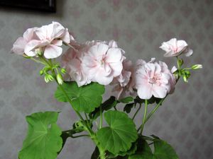 Preview wallpaper geranium, flower, leaves, room, wallpaper