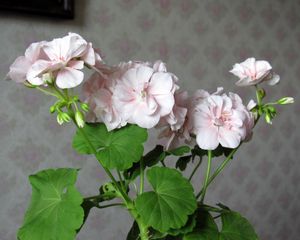 Preview wallpaper geranium, flower, leaves, room, wallpaper