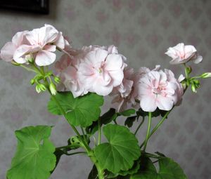 Preview wallpaper geranium, flower, leaves, room, wallpaper