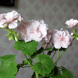 Preview wallpaper geranium, flower, leaves, room, wallpaper