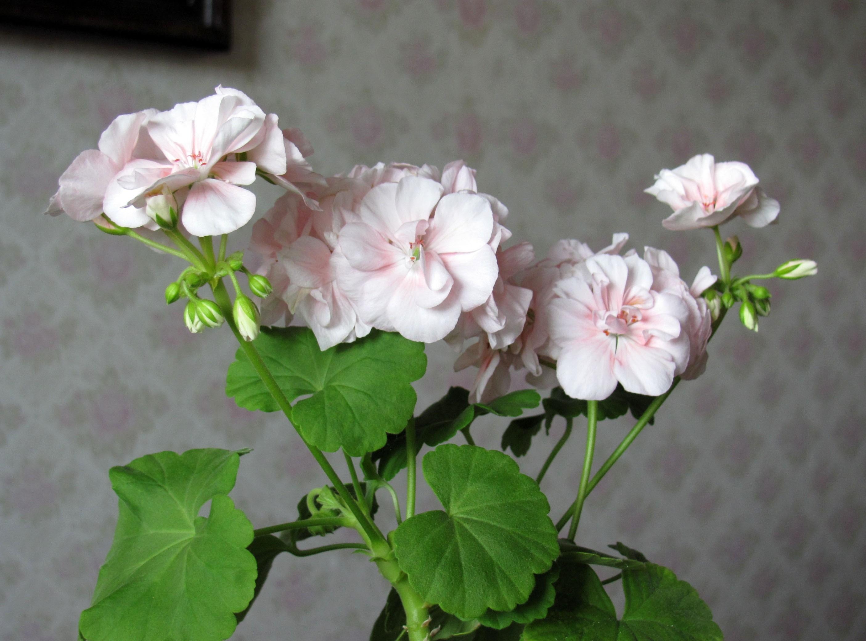 Download wallpaper 2810x2080 geranium, flower, leaves, room, wallpaper