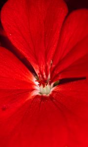 Preview wallpaper geranium, flower, petals, red, macro
