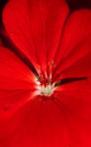 Preview wallpaper geranium, flower, petals, red, macro