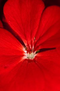 Preview wallpaper geranium, flower, petals, red, macro