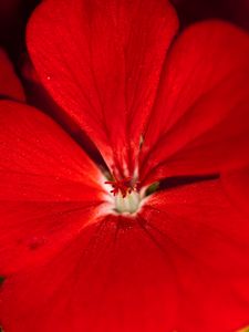 Preview wallpaper geranium, flower, petals, red, macro