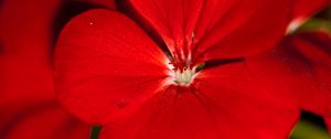 Preview wallpaper geranium, flower, petals, red, macro