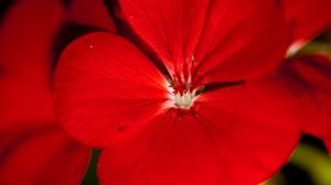 Preview wallpaper geranium, flower, petals, red, macro