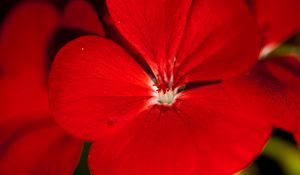 Preview wallpaper geranium, flower, petals, red, macro