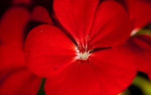 Preview wallpaper geranium, flower, petals, red, macro