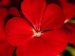 Preview wallpaper geranium, flower, petals, red, macro