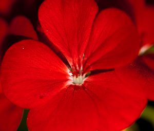 Preview wallpaper geranium, flower, petals, red, macro
