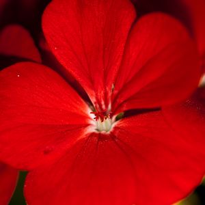 Preview wallpaper geranium, flower, petals, red, macro