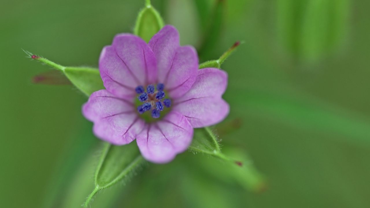 Wallpaper geranium, flower, petals, purple