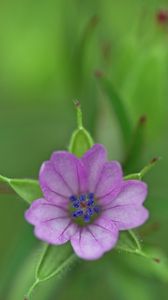 Preview wallpaper geranium, flower, petals, purple