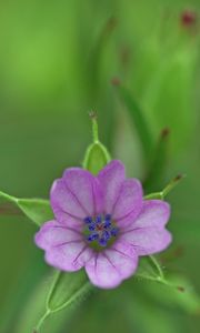 Preview wallpaper geranium, flower, petals, purple