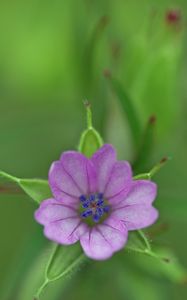 Preview wallpaper geranium, flower, petals, purple